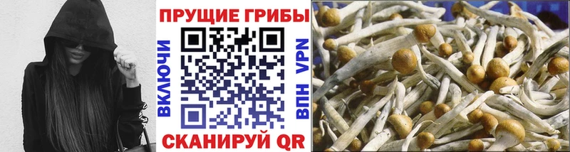 Псилоцибиновые грибы Psilocybe  Сарапул 